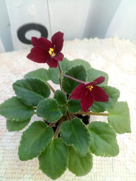 26 nov - Mac s O Scarlet O Hara