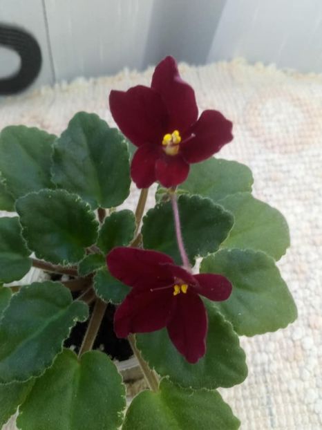 26 nov - Mac s O Scarlet O Hara