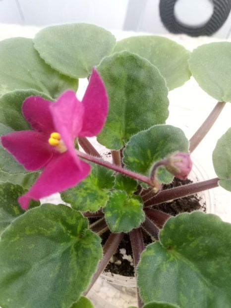 29 nov - ZZ Madison Red