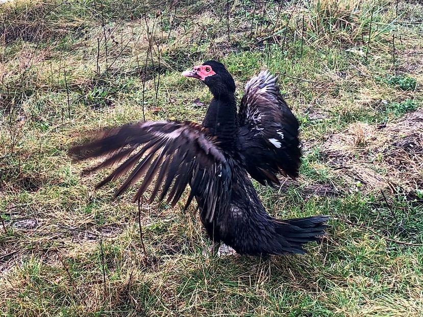 Alfa - 0001 rate lesesti matca 2019 lot 2