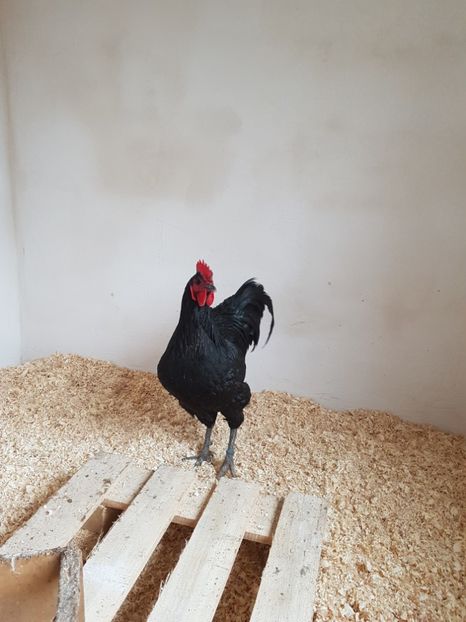  - !!! AUSTRALORP !!!