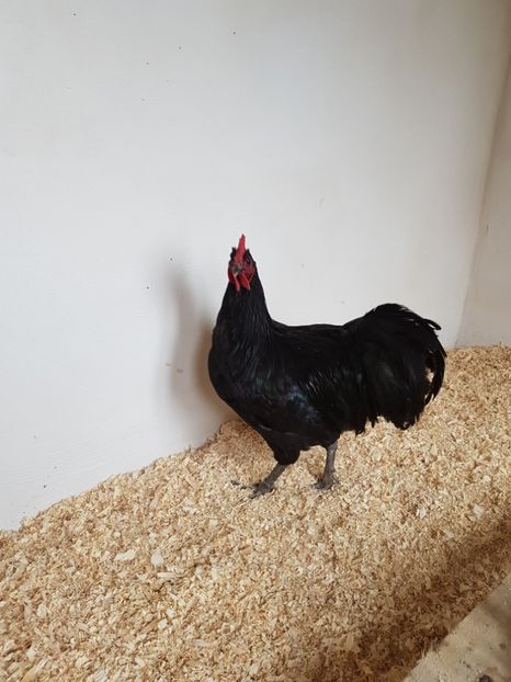  - !!! AUSTRALORP !!!