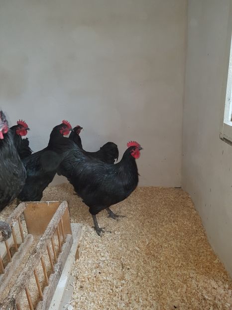  - !!! AUSTRALORP !!!