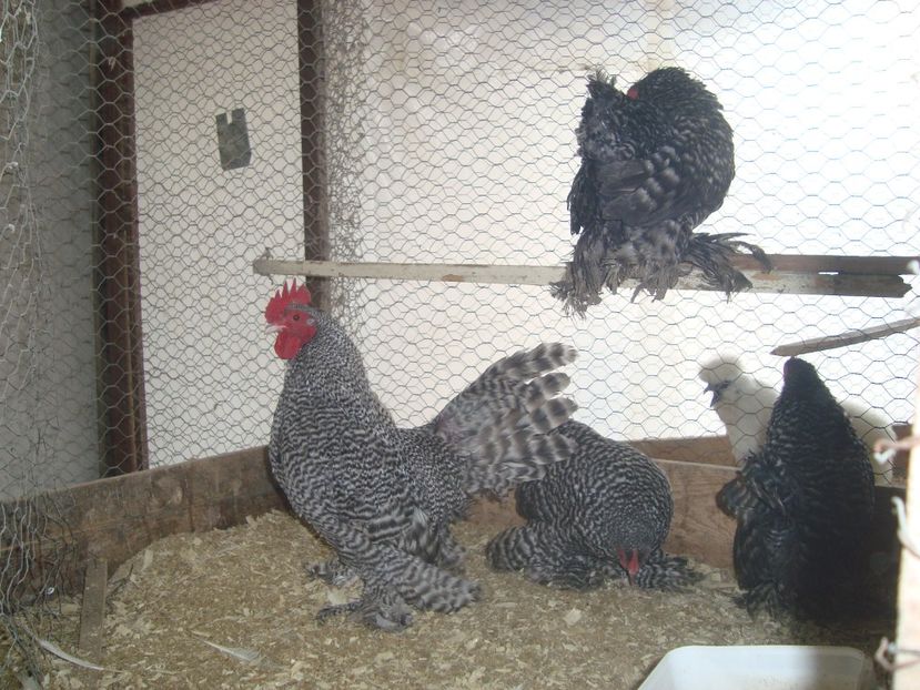  - 2019-22 Mii de flori barat fam 2