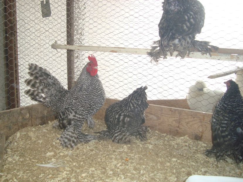  - 2019-22 Mii de flori barat fam 2