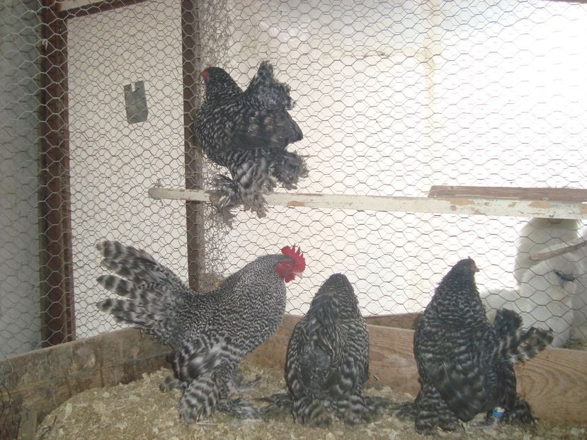  - 2019-22 Mii de flori barat fam 2