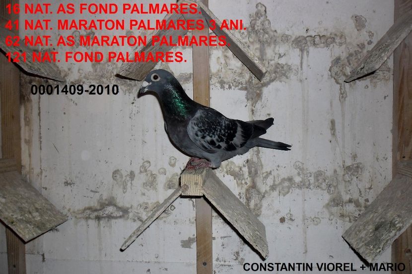  - 4 Părinți și bunici por din matca