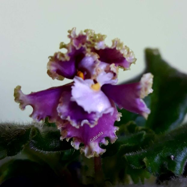  - Spring Dancer Sport