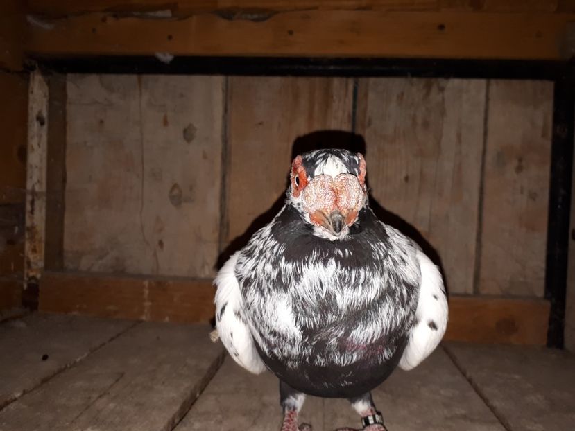  - H _ carunculați 2018