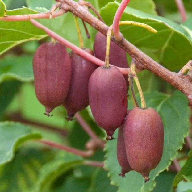 RED JUMBO - 9 RED JUMBO