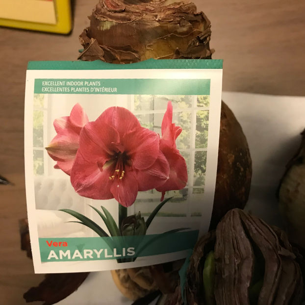  - 2018 Plante de interior