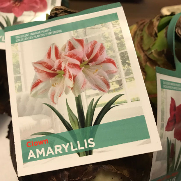  - 2018 Plante de interior