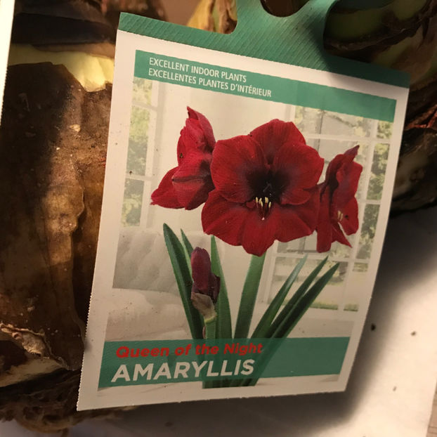  - 2018 Plante de interior