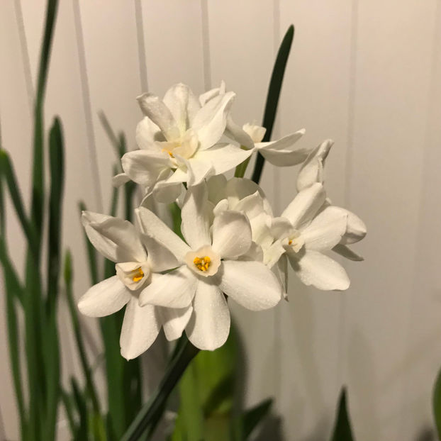  - 2018 Plante de interior