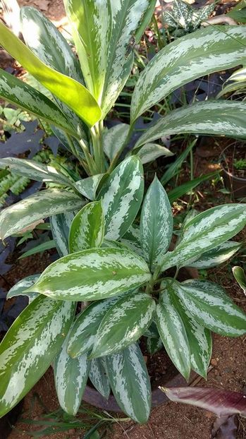 AGLAONEMA - 00 CAUT ACESTE PLANTE