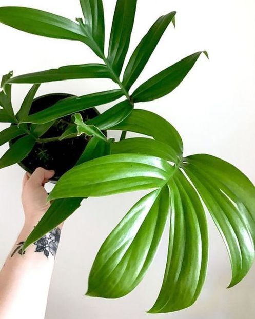 Ph. Rhaphidophora - 00 CAUT ACESTE PLANTE