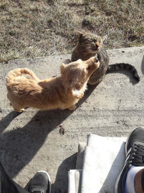 prietenii - noul membru