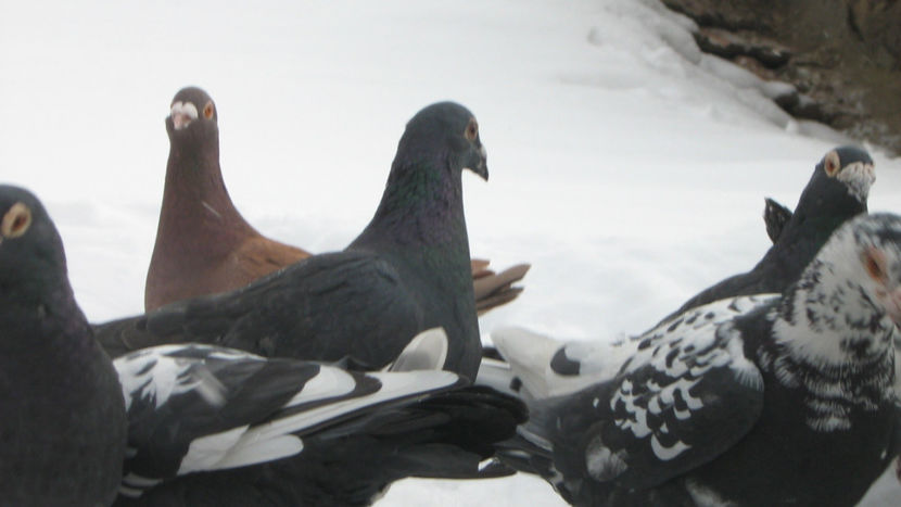  - VOIAJORI STIL VECHI SI  VOIAJORI DE FRUMUSETE