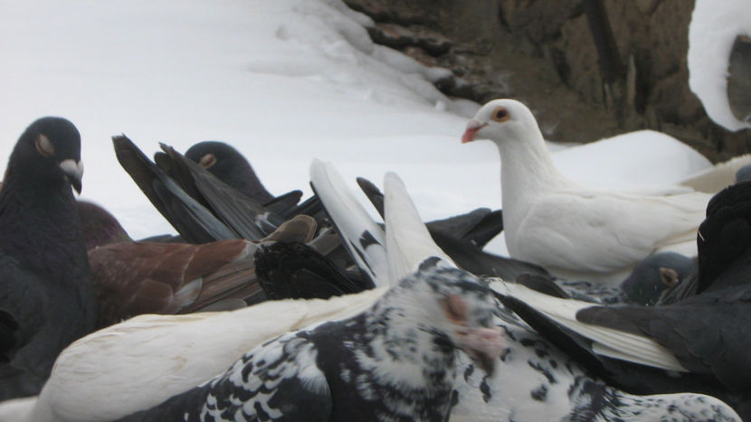  - VOIAJORI STIL VECHI SI  VOIAJORI DE FRUMUSETE