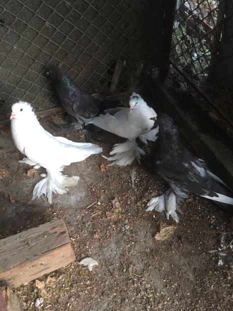 IMG-20181108-WA0000 - Porumbei care  nui mai detin