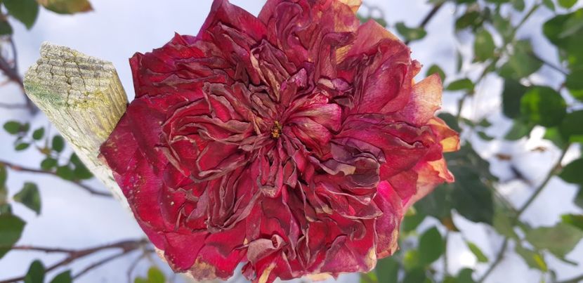  - 111111111111 TRANDAFIRI 2016_2017_2018_2019