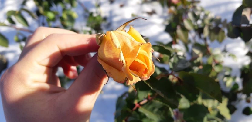  - 111111111111 TRANDAFIRI 2016_2017_2018_2019