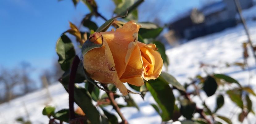  - 111111111111 TRANDAFIRI 2016_2017_2018_2019