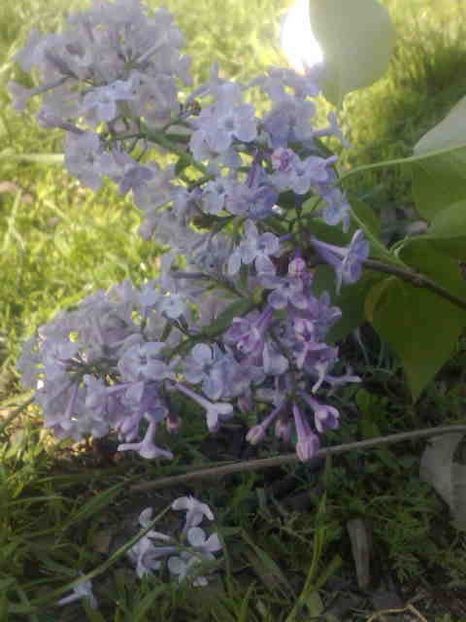  - Arbori decorativi -pomi fructiferi -si flori-pentru ingerul meu din cer