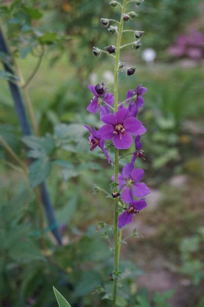  - Phlox si alte perene