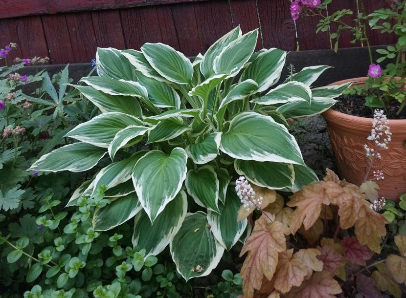  - Hosta 2018- 2022