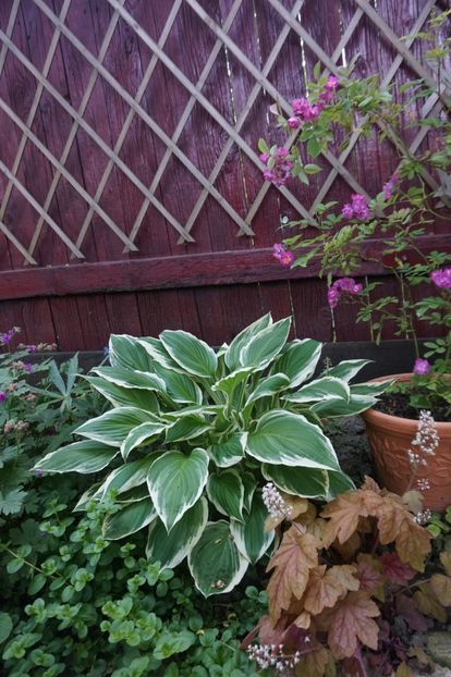  - Hosta 2018- 2022