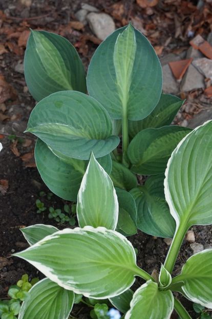  - Hosta 2018- 2022