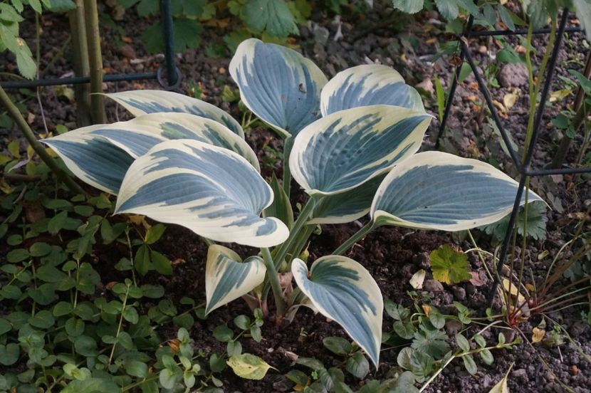  - Hosta 2018- 2022