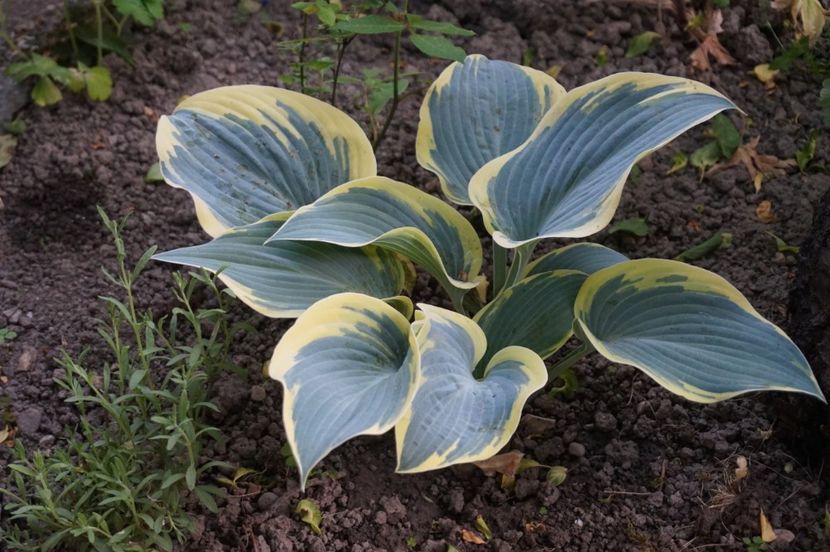  - Hosta 2018- 2022