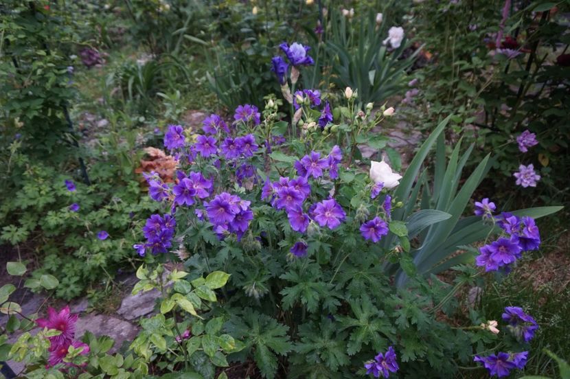  - Geranium si alte perene