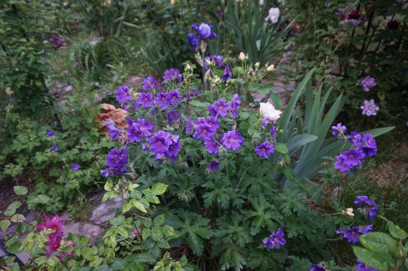  - Geranium si alte perene