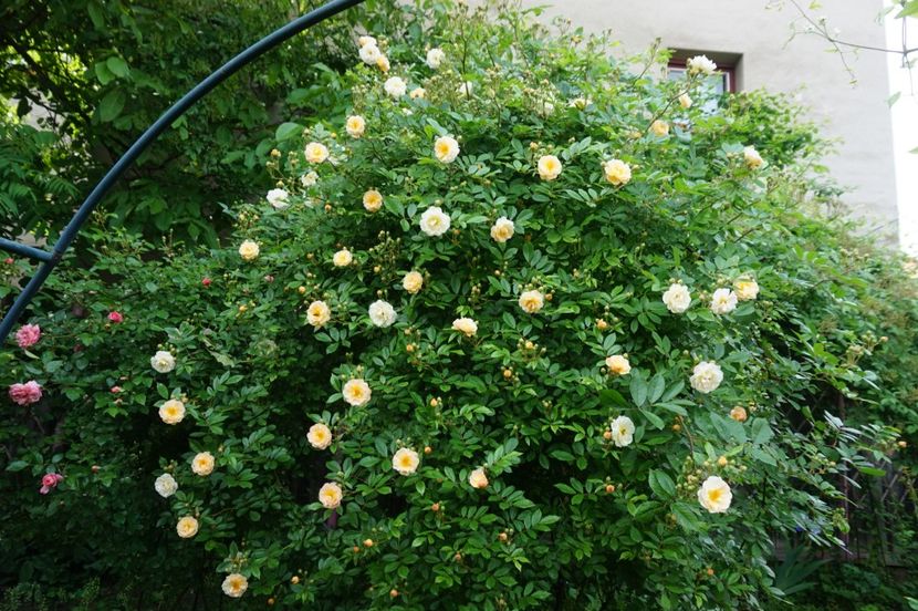  - Ghislaine de Feligonde