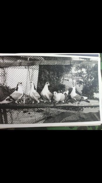 poza Gabi Grigorescu - Pasari din trecut ale lui Iulian Enăchescu Cuca