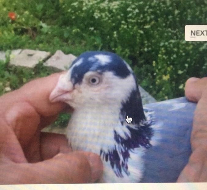 Original - Pasari vechi din crescatoria lui Nirca