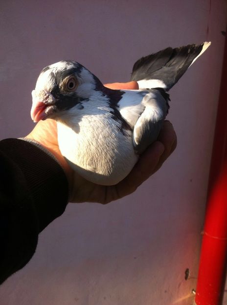 Falcosul - Pasari vechi din crescatoria lui Nirca