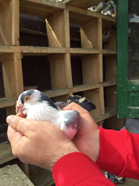 Inel rosu  (fiu Savescu)2006 - 01 Porumbeii mei de Galați