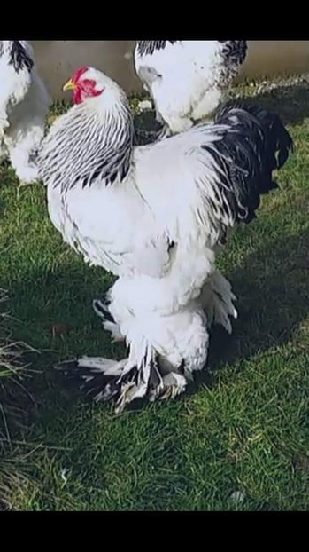 Agroni Istogu- Serbia - BRAHMA CLUB ROMANIA Facebook