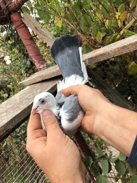 Fata Misirliu - Inel de tabla - Pui 2018