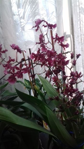 ROMANIA!! - 003-1 ORHIDEE