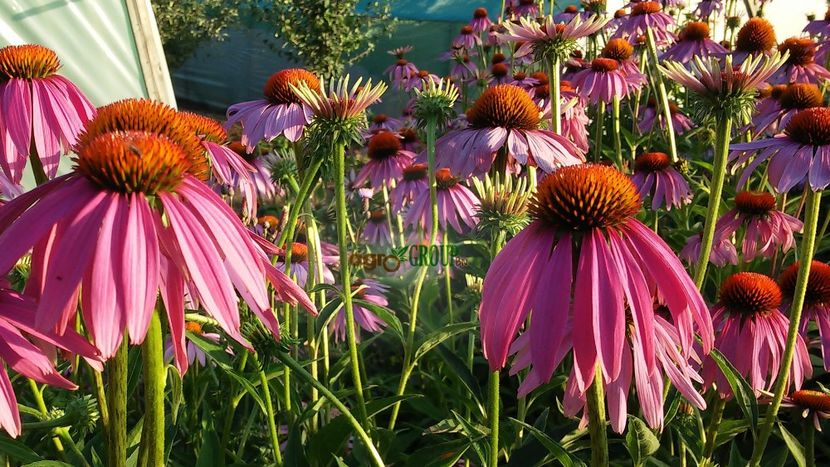 Echinacea Purpurea - Oferta 1-3 Decembrie 2018