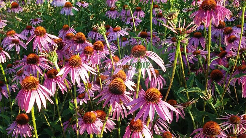 Echinacea Purpurea - Oferta 1-3 Decembrie 2018