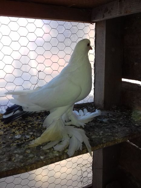  - Porumbei care  nui mai detin