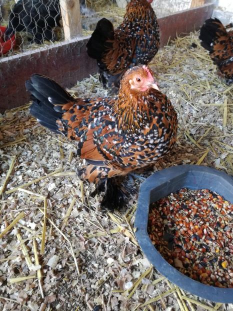  - Mii de flori porțelan