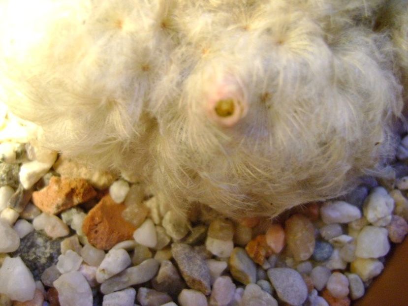 Mammillaria plumosa - Cactusi 2018 final de an
