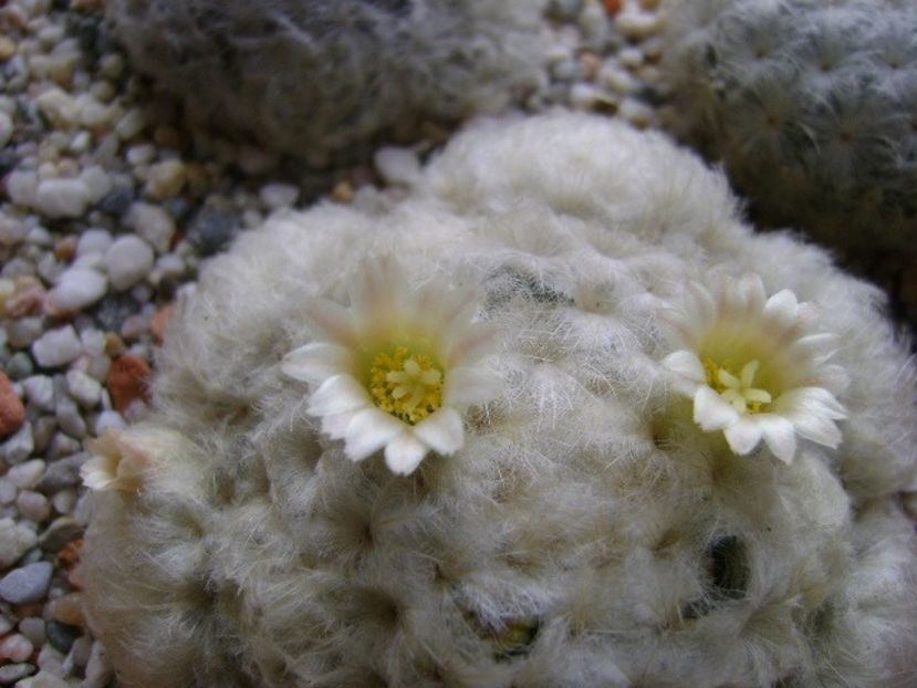Mammillaria plumosa - Cactusi 2018 final de an